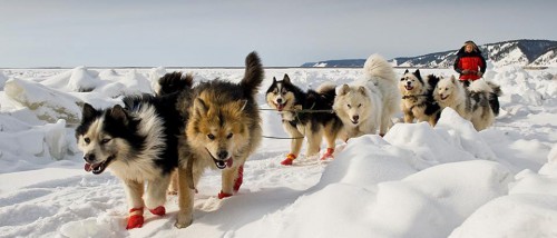 dog-sledding-yakutsk-siberia-russia-960.jpg